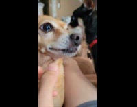 Pet dog asked to smile but growls and shows teeth