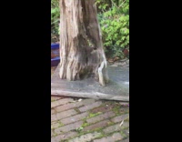 Rat Steals Bird Food from House 