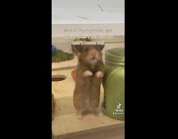 Brown hamster standing told it cant come out 