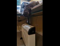 Cat heating paws on heater