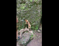 Shiba dog wants to follow rock climber