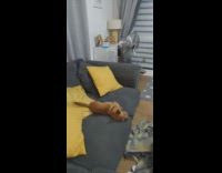 Brown chihuahua dry self on grey sofa