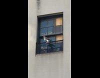 Collab Subway Creatures - Hawk carries pigeon from its feet 