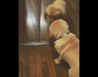 Golden retriever puppy mirror reflection white collar