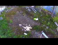 Goose fly and hit the security camera outside