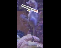 Jeffrey the sea horse gives birth