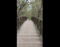 Brown dog struggles to get branch stick to cross bridge