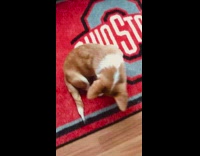 Corgi puppy dog red ohio state mat 