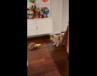 Dog scared at turtle on the skateboard