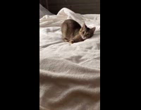 Collab BitchMP - Crazy cat tweaking on white bed