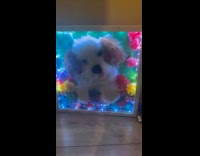 Framed 3D collage painting of dog with lights