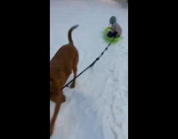 Brown dog pulls baby on green sled 