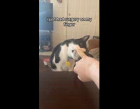 Cat smelling bandaged finger