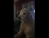 Collab DailyDoseOfIntenet - Senior golden retriever dog watches video laptop