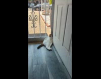 Cat sit lay beside the front door