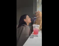 Orange cat slaps and hits girl in back of head 