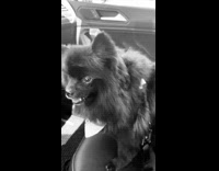 Dog sits in car after the groomers 