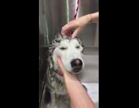 Husky dog head massage shower bath groom 