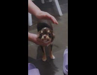 Pet dog is happy and wags tail after its nap