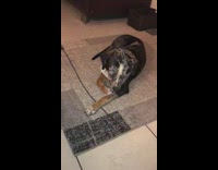 Brown spotted dog is trying to stay awake but eventually falls asleep. 