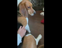 Duck pecks at dogs tail