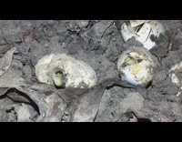 Baby snake hatches from the eggs on the ground