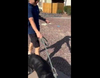 Dog recognize owner while on walk