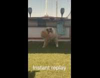 Two cats fight body slam