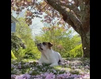 Brown white dog pink flower petals wind 