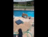 Dog plays with woman jumps on pool