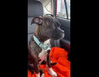 Dog falling asleep while waiting for mom