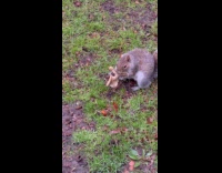 Squirrel chew eat bone at park