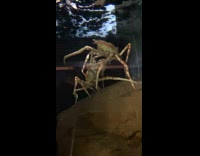 Crabs Kings Fight for Spot on Rock