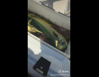 Guy on boat catches green yellow fish 