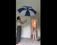 Dog both excited and confused with opening umbrella 