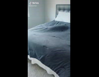 Cat sleeping in clean and made bed under black blanket 