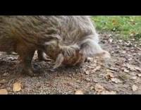 Large brown pig eats food slow motion 