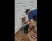 Large frog stayed inside dog door picked up by a man