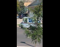 Pheasant bird follows owner to mail truck Part 2