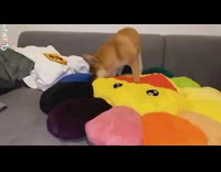 Brown shiba dog colorful murakami flower plush 