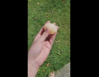 Person hold egg with soft shell