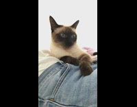 Cat meows after owner sneezes laying