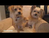 music tan dog laying on sofa moving in slomo 