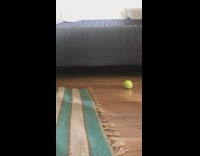 Puppy stuck under couch squeezes out