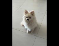 Pomeranian dog sit on floor head tilt