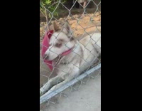 Husky dog pink toy basket stuck head 