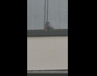 Pigeon on the roof gutter cleans feather while it rains