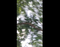 Submitter tries filming grasshopper jumps to camera