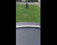 Large black dog runs outdoor trampoline treat