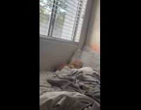 Two cats play fight on the bed